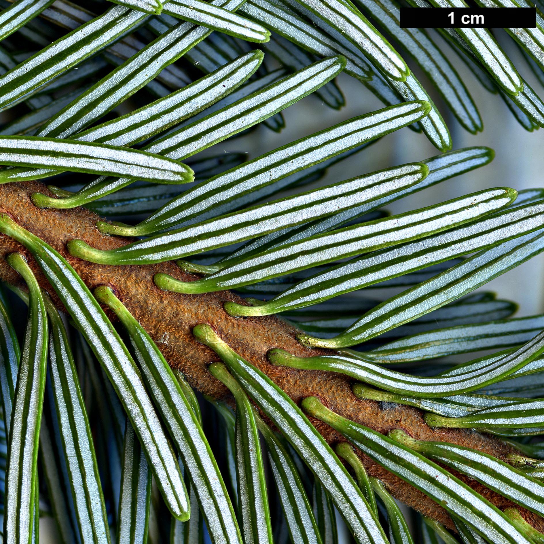 High resolution image: Family: Pinaceae - Genus: Abies - Taxon: forrestii - SpeciesSub: var. georgei